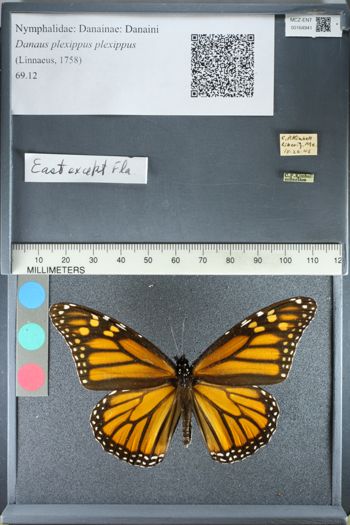 Media type: image;   Entomology 164941